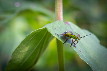 Pentatomoidea which is on green leaves