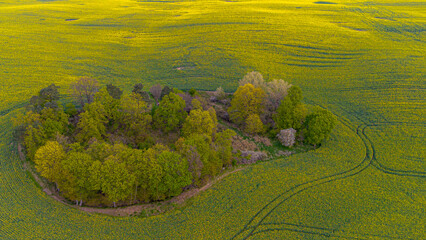 yellow canola field