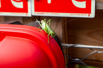 grasshoper on red fire extinguisher