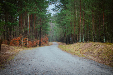 road in the woods