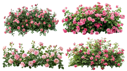 Set of beautiful pink roses with lush green leaves, cut out