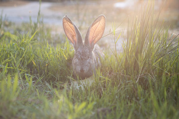 a gray eared rabbit or hare sits in the grass at sunset.
