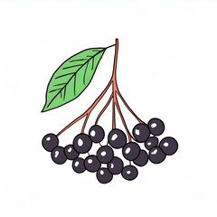 czarny bez ilustracja