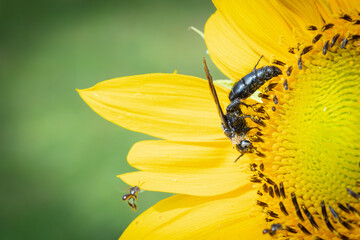 trigona laeviceps looking for honey in sunflowers