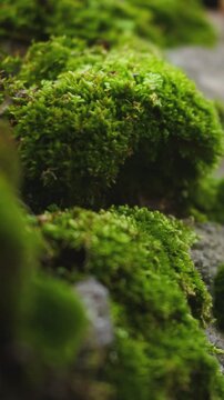 Close-up of green moss in the forest. Walking through the moss