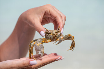 woman's hand holding a large crab, ghost crab, exotic vacation, ocean