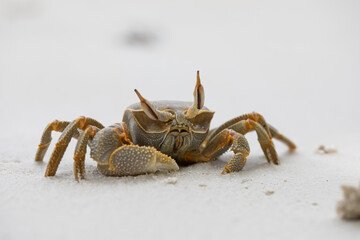 ghost crab on the sandy beach, white sand, big crab, exotic vacation © Mariya Surmacheva