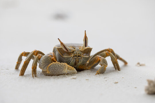 ghost crab on the sandy beach, white sand, big crab, exotic vacation