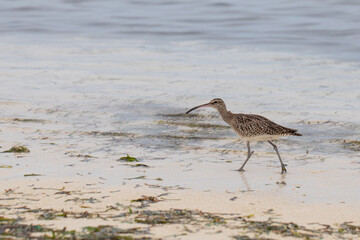 Numenius phaeopus bird, Numenius phaeopus looking for food on the ocean shore