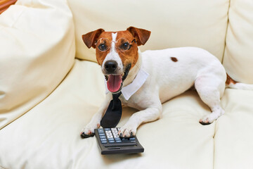 Cute Jack Russel terrier dog accountant thinking and calculating with calculator