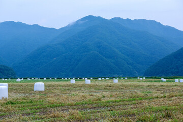 The beautiful bales ensilage wrapped in whte polyethylene in the green field.