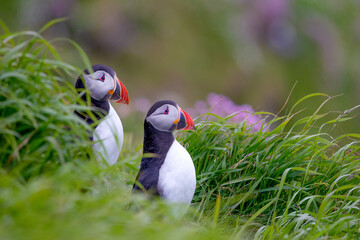 Cute and colourful Puffins at the Submurgh Head on Shetland Islands, Scotland