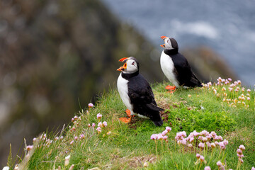 Cute and colourful Puffins at the Submurgh Head on Shetland Islands, Scotland