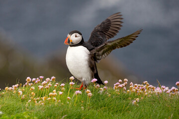 Cute and colourful Puffins at the Submurgh Head on Shetland Islands, Scotland
