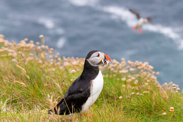 Cute and colourful Puffins at the Submurgh Head on Shetland Islands, Scotland