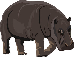 hippo clipart or illustration isolated on white background.