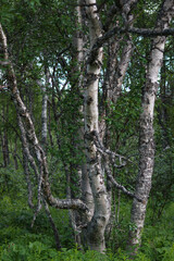 North of Sweden. Some pictures were taken in Norway, but it is just as nice as in northern Sweden. The air, the trees, the water, everything is absolutely stunning.