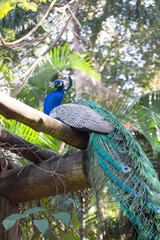 Fototapeta premium Peacock (Pavo cristatus) has exuberant plumage, with intense, multicolored colors and in shades of white, blue, green, gold or black.