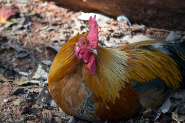 Rooster (Gallus gallus) is the male chicken, has golden brown, red and black colors.