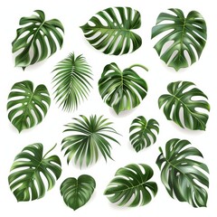 set of green monstera palm and tropical plant leaf isolated on white background for design elements, Flat lay.  isolated on white background. Photo realistic.