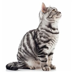 American shorthair male cat classic silver color sitting and looking with calm and relaxing, Domestic pet adorable with a beautiful pattern that is unique, Isolated on white background.