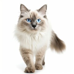 Beautiful adult mink Ragdoll cat, standing facing camera. Looking straight in lense with mesmerising aqua greenish eyes. One paw playful lifted. Isolated on a white background.