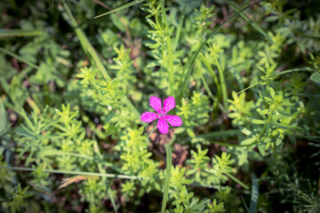 flowers in the forest