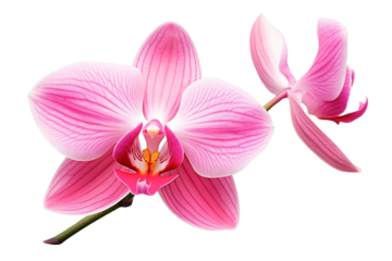 Pink orchid flower isolated on a transparent background.