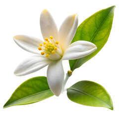 Bright juicy orange with flower isolated on a transparent background. Orange blossom, blooming. For the design of menus, shops, fruit juices and food products, cosmetics