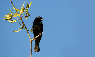 Black thrush perching on branches with thorns