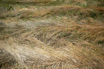 Hay, mowed and dry in the form of a pattern. Grass harvesting time