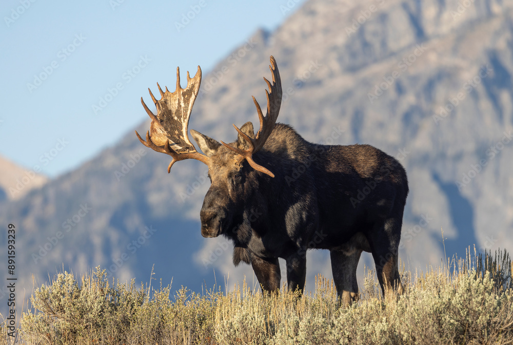 Wall mural Bull Moose in the Tetons During the Rut in Autumn