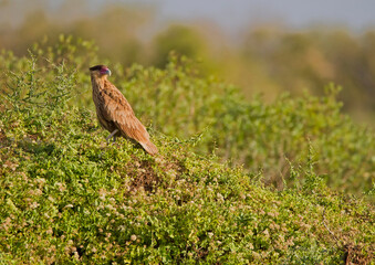Carancho (Argentinean bird) perching on thick green foliage on a winter afternoon.