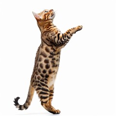 Side view of a Bengal cat jumping down, isolated on white