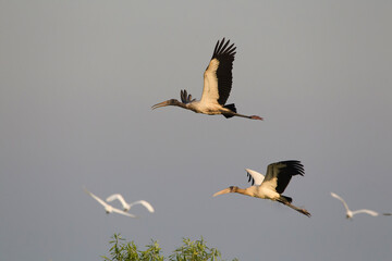 Medium-sized birds flying in the soft sunlight in late afternoon.