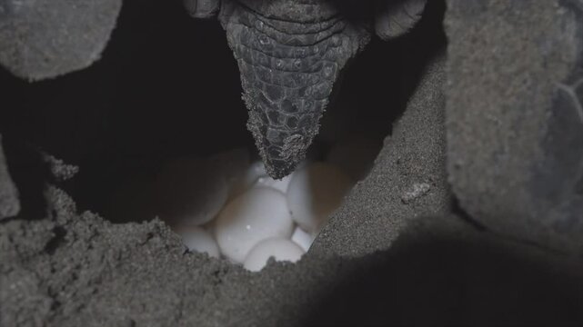 A Chelonia Midas marine turtle is laying her eggs at night on sand. A close up scene focused on eggs drop down point.