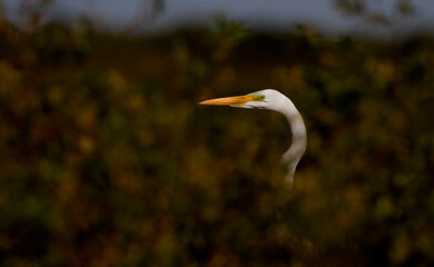 White heron peeking through the bushes