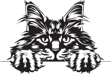 Obraz premium peeking maine coon cat