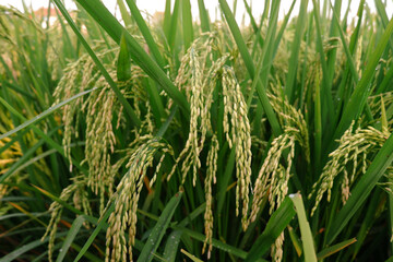 fresh young rice plants are green in tropical areas