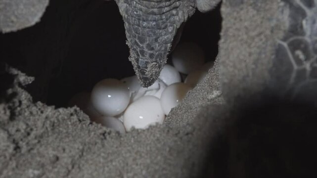 A Chelonia Midas species marine turtle is laying her eggs at night on a close up shot.