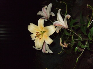 Fototapeta premium white and lily