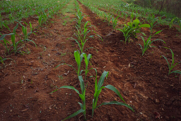 view of young corn plant in tropical soil