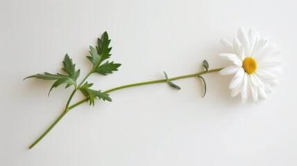 Simple white daisy, stem and leaves spread out, lying on a white background, capturing its purity.