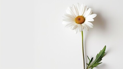 Obraz premium White daisy positioned flat with its stem and leaves spread out, set against a white background, symbolizing natural beauty.