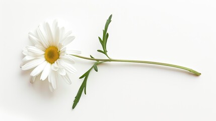 White daisy positioned flat with its stem and leaves extended, set against a white background, symbolizing purity and simplicity.