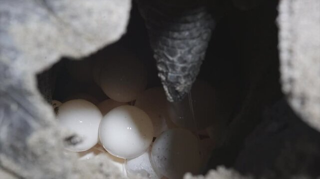 A Chelonia Midas marine turtle laying her eggs at night  in a close up scene and focus is on the eggs.