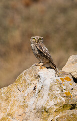 The little owl Athene noctua is the most common of the Italian nocturnal birds of prey