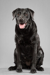 a black labrador retriever dog sitting in the studio against a grey background