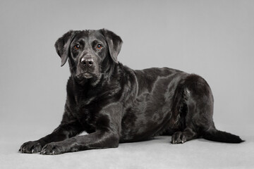 a black labrador retriever dog lying in the studio against a grey background