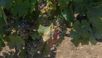 carignano cannonau and vermentino grapes ready for harvest
